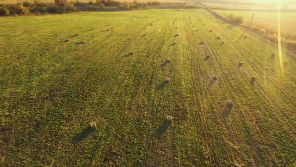 Aerial Drone Video Utsikt Över Ett Grönt Fält Med Runda — Stockvideo