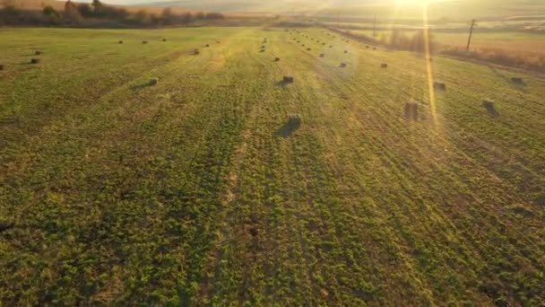 Aerial drone 4k video view of a green field with round haystacks, dried hay bales, feed for livestock — Stock Footage Aerial Drone Video View Green Field Haystacks Dried Hay Bales Stock Footage