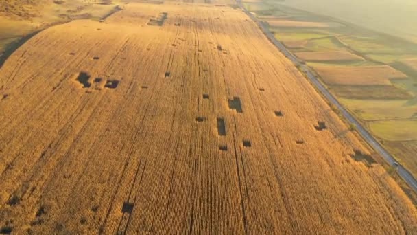 Paisagem Agrícola Aérea Campo Plantação Pronto Para Colheita Vista Acima — Vídeo de Stock