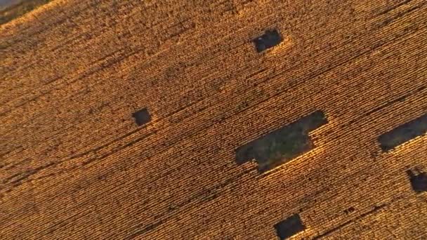 Aerea Paesaggio Agricolo Campo Piantagione Pronto Raccolto Sopra Vista Drone — Video Stock