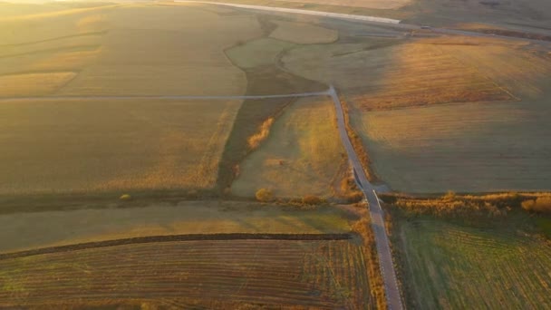 農業景観 プランテーションのフィールドが収穫の準備ができて ドローンからビューの上 — ストック動画