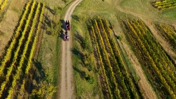 Letecká Drone Film Starých Kůň Řízený Vozík Kočár Přepravu Turistů — Stock video