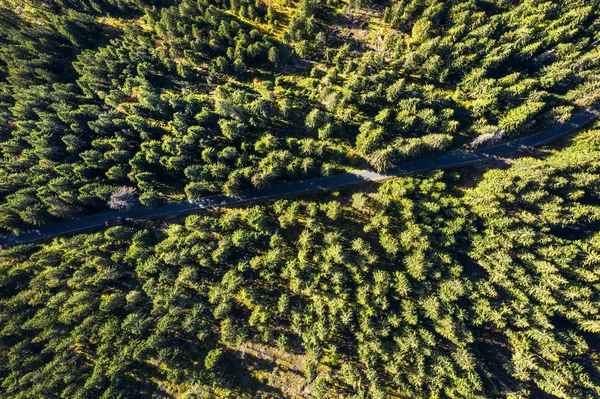 Κηφήνας Shot Εναέρια Παραπάνω Κάτοψη Του Καταπράσινο Δάσος — Φωτογραφία Αρχείου