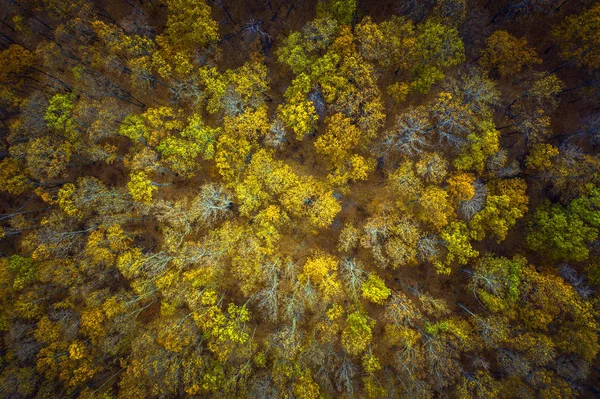 Aerial above view of autumn forest. Drone shot of trees canopy