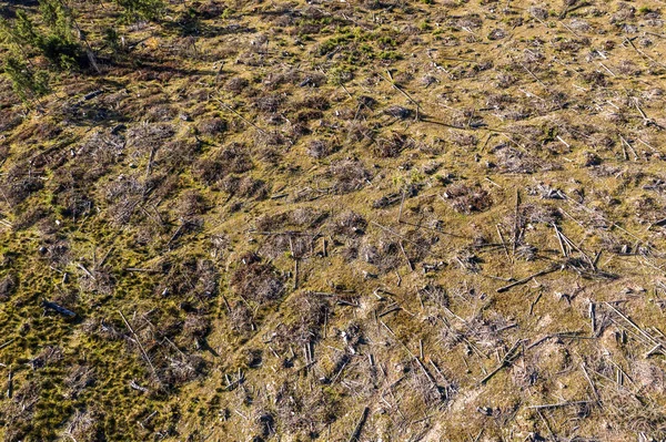 Foto Aerea Deforestazione Drone Colpo Foresta Distrutta Romania Concetto Riscaldamento — Foto Stock