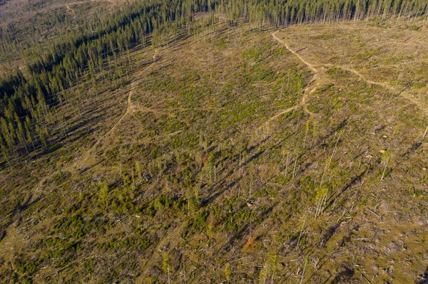 Foto Aérea Deforestación Drone Disparo Bosque Destruido Rumania Concepto Calentamiento —  Fotos de Stock