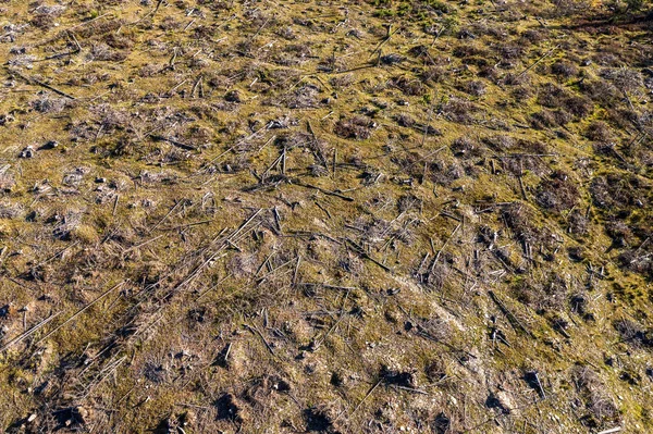 Foto Aerea Deforestazione Drone Colpo Foresta Distrutta Romania Concetto Riscaldamento — Foto Stock