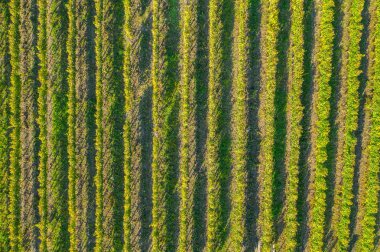 Üzüm bağında sıralar, insansız hava aracının üstündeki doğal desen. Hava görünümü