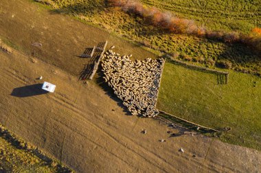 Sabah erken ışıklarda sheepfold koyun. Hava dron vurdu