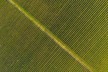 Avrupa 'da öğleden sonra saatlerinde bir üzüm bağı çiftliğinin havadan görünüşü. İHA atışı