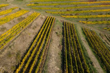 Üzüm bağında sıralar, insansız hava aracının üstündeki doğal desen. Hava görünümü