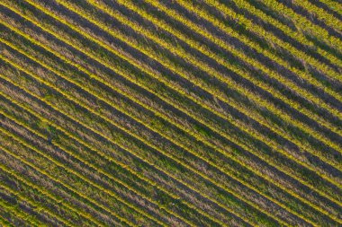 Üzüm bağında sıralar, insansız hava aracının üstündeki doğal desen. Hava görünümü