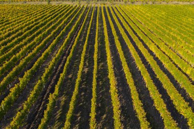 Üzüm bağında sıralar, insansız hava aracının üstündeki doğal desen. Hava görünümü