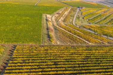 Avrupa 'da öğleden sonra saatlerinde bir üzüm bağı çiftliğinin havadan görünüşü. İHA atışı