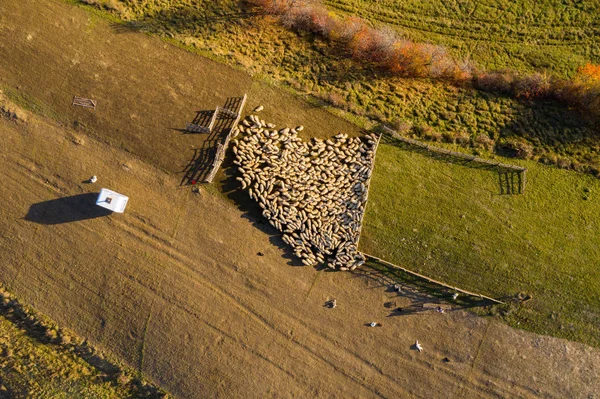 Ovelhas Ovelhas Acima Luzes Manhã Cedo Drone Aéreo Disparado — Fotografia de Stock