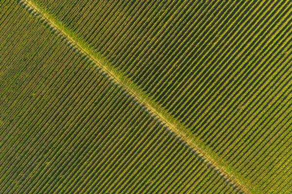 Vista Aérea Una Plantación Viñedos Las Luces Tarde Europa Disparo — Foto de Stock