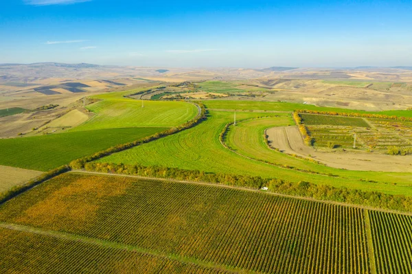 Flygfoto Över Vingård Plantage Sena Eftermiddagsljus Europa Drönarskott — Stockfoto