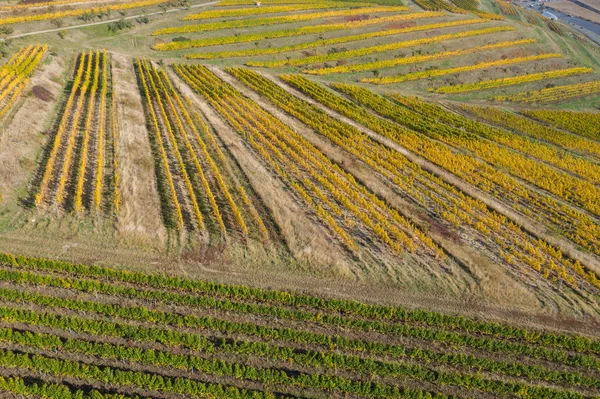 Luftaufnahme Einer Weinberg Plantage Späten Nachmittagslicht Europa Drohnenschuss — Stockfoto