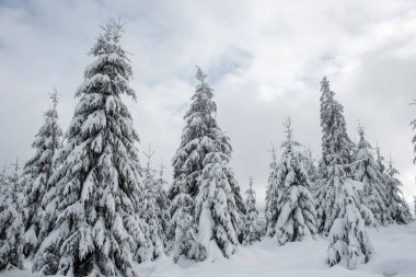 Dağlardaki kış ağaçları taze karla kaplıdır.