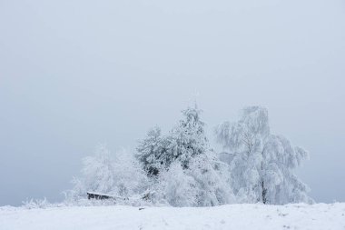 Karla kaplı çam ve köknar ağaçlarıyla kışın manzarası. Noel konsepti