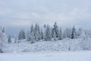 Karla kaplı çam ve köknar ağaçlarıyla kışın manzarası. Noel konsepti
