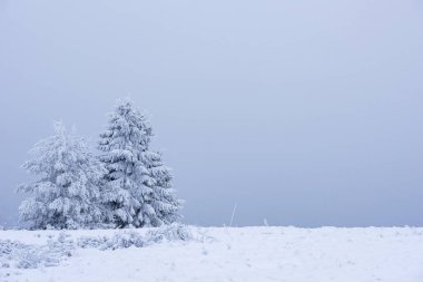 Karla kaplı firavun ağaçları ve dağlarda buzullar.