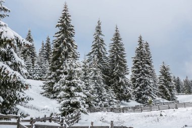 Dağlarda kar ve karla kaplı ağaçlar
