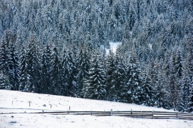 Noel arkaplanı, kışın karla kaplı orman manzarası 