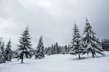 Kış harikalar diyarı, çam ağaçları taze karla kaplı.