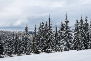 Ağaçlarda kar olan güzel kış manzarası