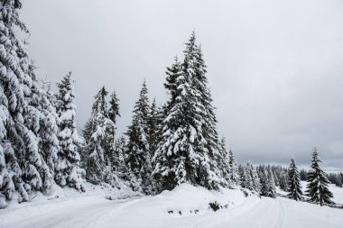 Köknar ağaçlarıyla kaplı kış manzarası. Noel kartı konsepti