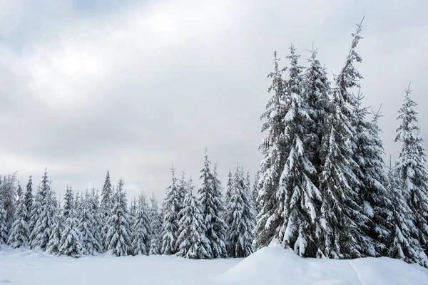 Weihnachten Hintergrund Mit Schneebedeckten Tannen Wunderbare Winterlandschaft — Stockfoto