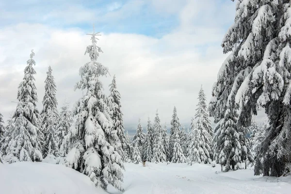 Winter Trees Mountains Covered Fresh Snow — Stock Photo, Image