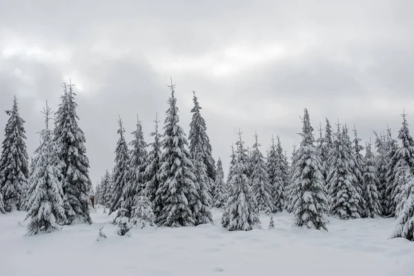 冬の不思議の国 新鮮な雪で覆われたトウヒの木の森 — ストック写真