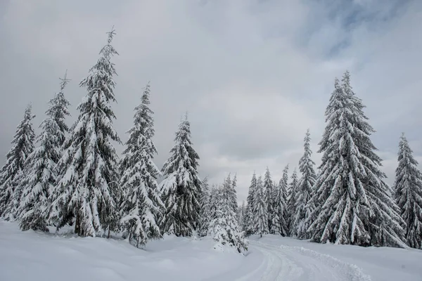 Winterwunderland Fichtenwald Mit Neuschnee Bedeckt — Stockfoto