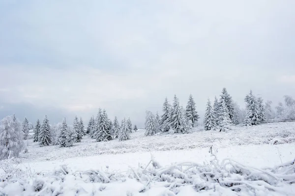 Zimní Krajina Sněhová Víla Zahrnuty Vánoční Stromky — Stock fotografie