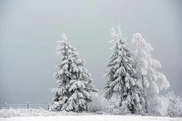 Árboles Invierno Montañas Cubiertas Nieve Fresca — Foto de Stock