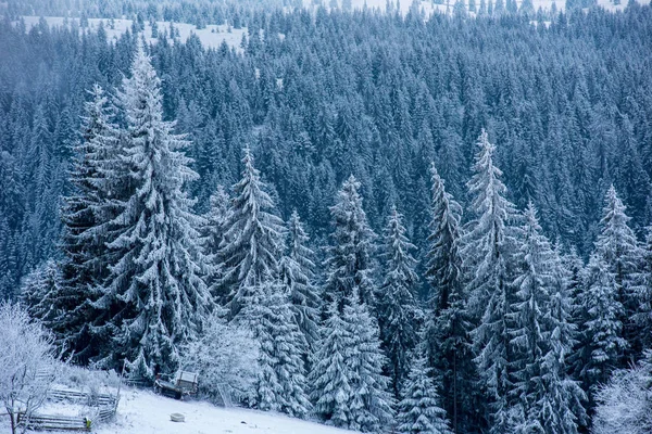 Zimowe Drzewa Górach Pokryte Świeżym Śniegiem — Zdjęcie stockowe