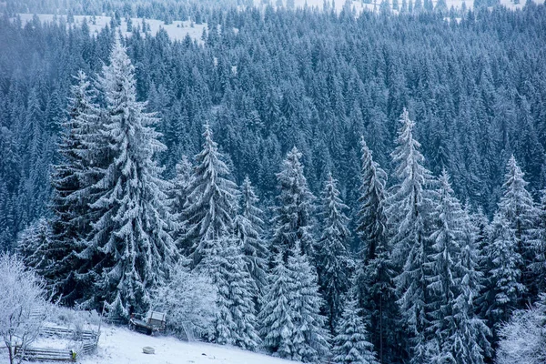 Winterbäume Schneebedeckten Bergen — Stockfoto