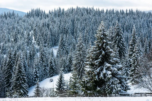 Prachtig Winterlandschap Met Sneeuw Bomen — Stockfoto