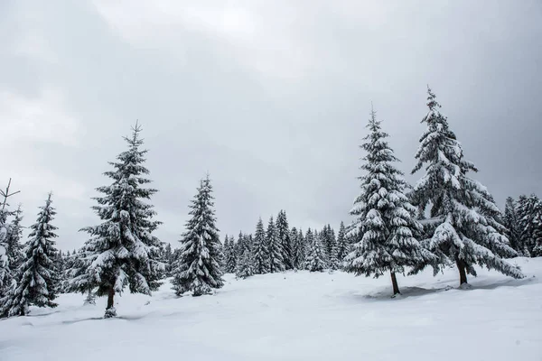Kış harikalar diyarı, çam ağaçları taze karla kaplı.