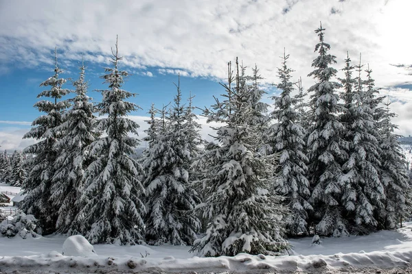 Winterbäume Schneebedeckten Bergen — Stockfoto