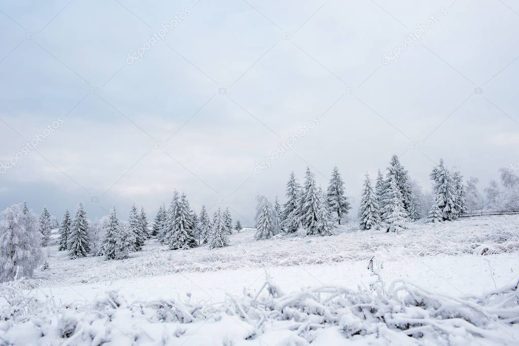 Fairy winter landscape with snow covered Christmas trees