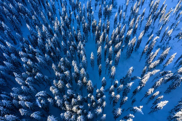 Letecká Dron Pohled Sněhu Zimě Zakryta Borovicový Les Nad — Stock fotografie