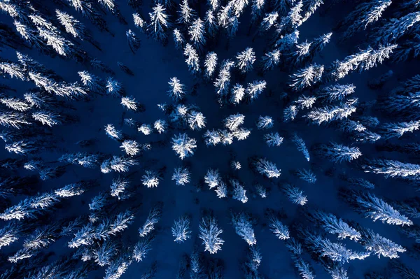 Luchtfoto Drone Weergave Van Sneeuw Bedekt Dennenbos Boven Winter — Stockfoto