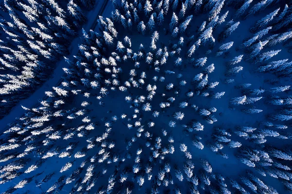 Aerial Drone View Snow Covered Pine Forest Winter — Stock Photo, Image