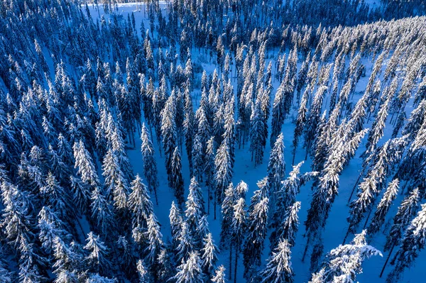 Drone Lotnicze Widoku Śniegu Pokryte Sosnowym Lesie Nad Zimą — Zdjęcie stockowe