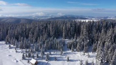 Karla kaplı çam ağaçları ve orman dağlarda kış hava 4k dron görünümü