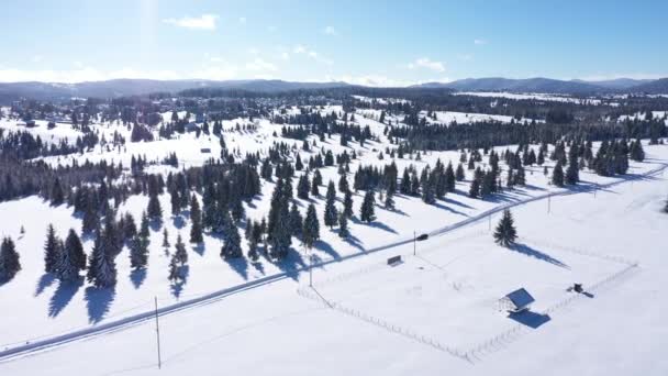 雪に覆われたモミの木と山の森の冬 の空中ドローン ビュー — ストック動画