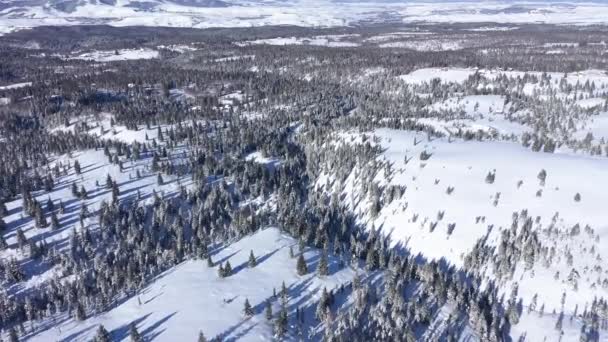 雪に覆われたモミの木と山の森の冬 の空中ドローン ビュー — ストック動画